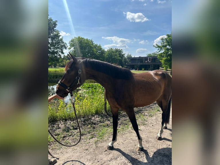 BWP (cheval de sang belge) Jument 3 Ans 154 cm Bai brun in Lommel