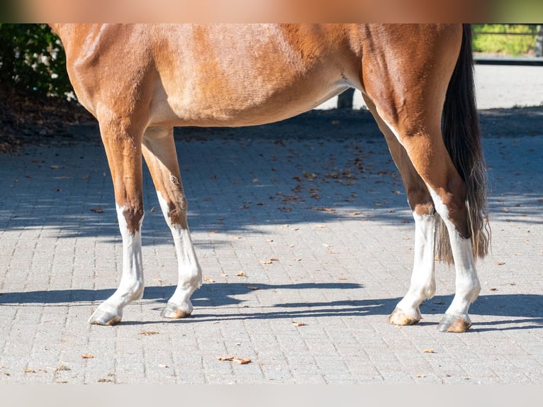 BWP (cheval de sang belge) Jument 3 Ans 156 cm Bai in Kaulille