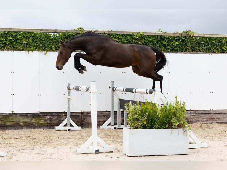 BWP (cheval de sang belge) Jument 3 Ans 158 cm Bai brun in Waddinxveen