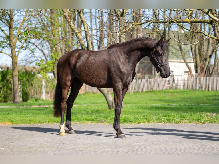 BWP (cheval de sang belge) Jument 3 Ans 160 cm  in GROTE-BROGEL