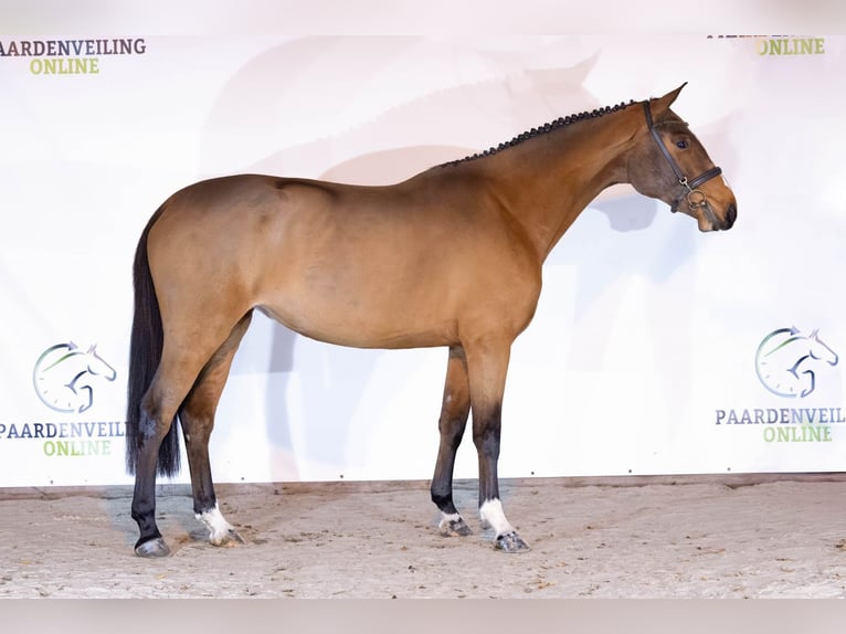 BWP (cheval de sang belge) Jument 3 Ans 161 cm Bai in Heerde