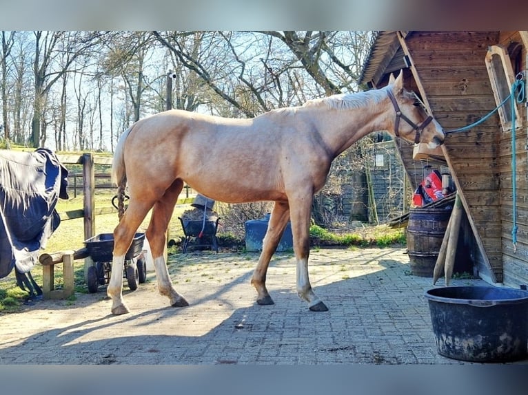 BWP (cheval de sang belge) Jument 3 Ans 167 cm Palomino in Lichtenvoorde