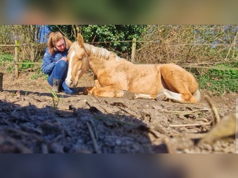 BWP (cheval de sang belge) Jument 3 Ans 167 cm Palomino in Lichtenvoorde