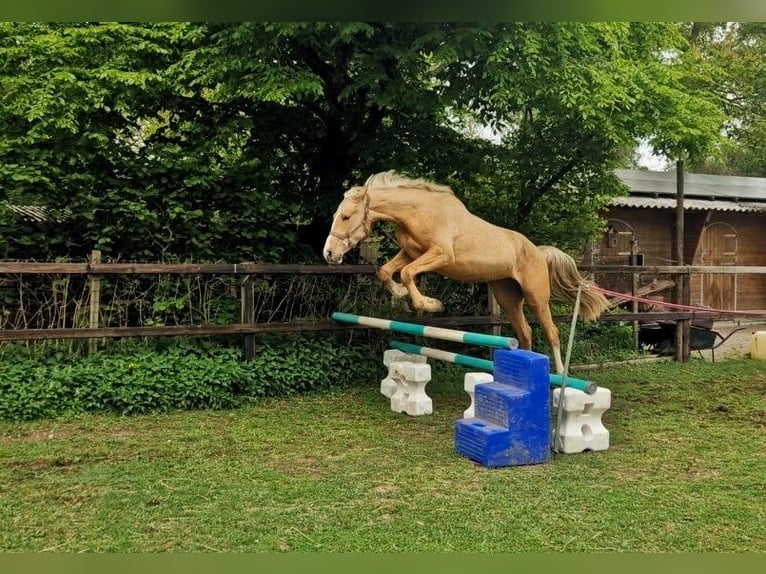 BWP (cheval de sang belge) Jument 3 Ans 167 cm Palomino in Lichtenvoorde