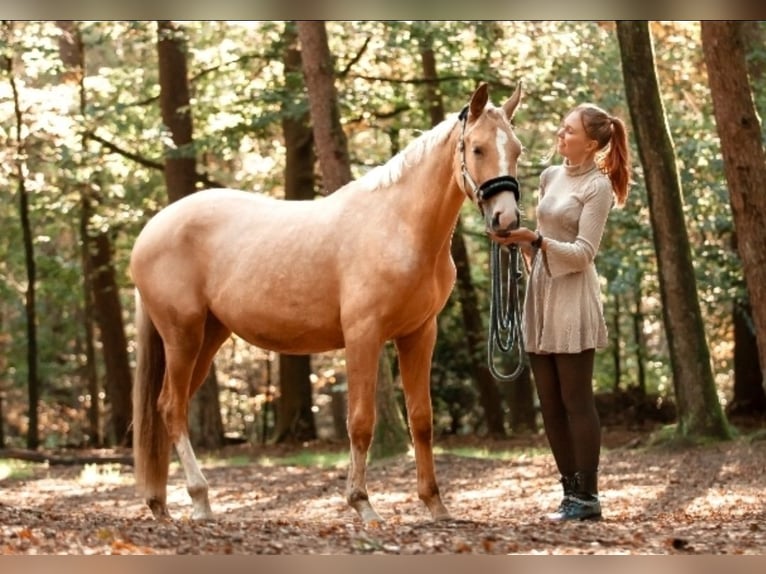 BWP (cheval de sang belge) Jument 3 Ans 167 cm Palomino in Lichtenvoorde