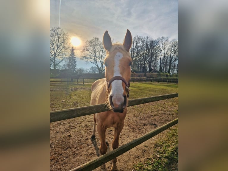 BWP (cheval de sang belge) Jument 3 Ans 167 cm Palomino in Lichtenvoorde