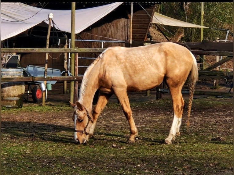 BWP (cheval de sang belge) Jument 3 Ans 167 cm Palomino in Lichtenvoorde
