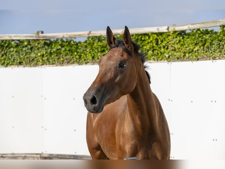 BWP (cheval de sang belge) Jument 3 Ans 168 cm Bai in Waddinxveen