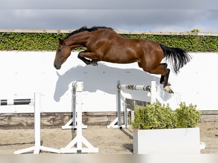 BWP (cheval de sang belge) Jument 3 Ans 168 cm Bai in Waddinxveen