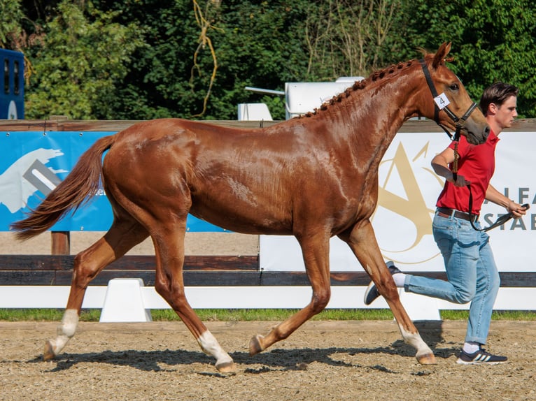 BWP (cheval de sang belge) Jument 3 Ans Alezan in Hoeleden