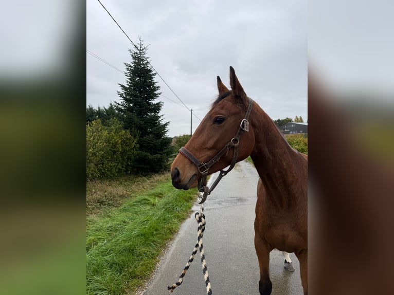 BWP (cheval de sang belge) Jument 4 Ans 157 cm Bai in Grote Brogel