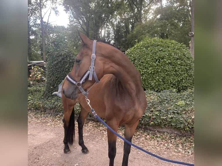 BWP (cheval de sang belge) Jument 4 Ans 160 cm Bai brun in Heusden-Zolder