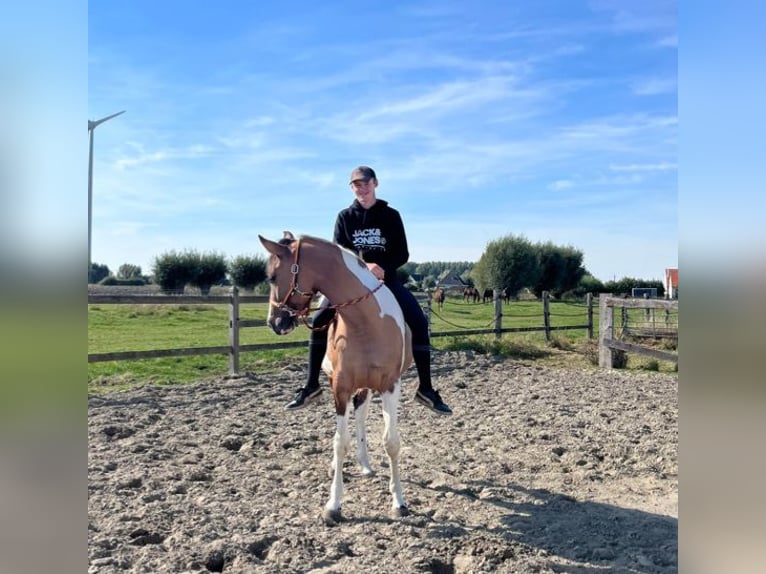 BWP (cheval de sang belge) Jument 4 Ans 160 cm in Diksmuide