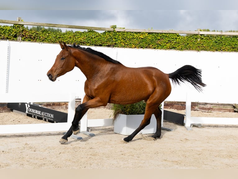 BWP (cheval de sang belge) Jument 4 Ans 162 cm Bai in Waddinxveen