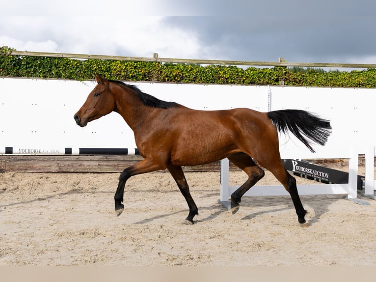 BWP (cheval de sang belge) Jument 4 Ans 162 cm Bai in Waddinxveen