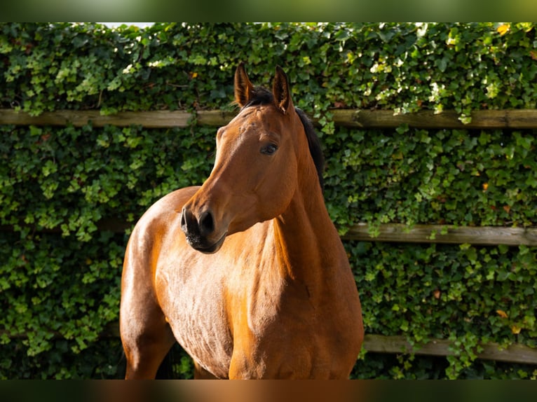 BWP (cheval de sang belge) Jument 4 Ans 162 cm Bai in Waddinxveen