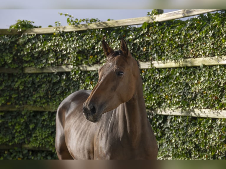 BWP (cheval de sang belge) Jument 4 Ans 165 cm Bai in Waddinxveen
