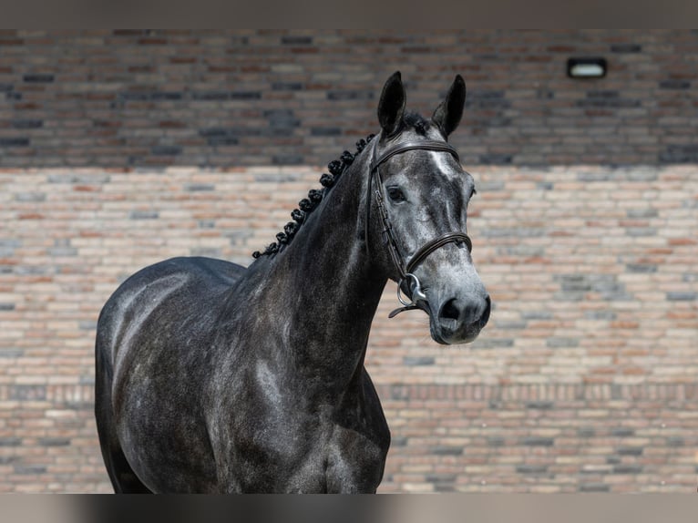BWP (cheval de sang belge) Jument 4 Ans 165 cm Gris in Waddinxveen