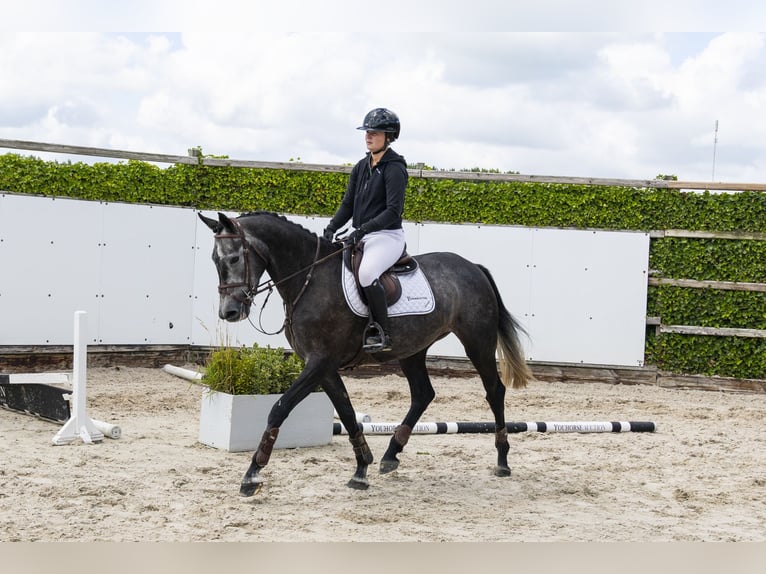 BWP (cheval de sang belge) Jument 4 Ans 165 cm Gris in Waddinxveen