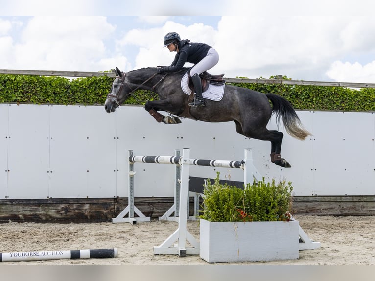 BWP (cheval de sang belge) Jument 4 Ans 165 cm Gris in Waddinxveen