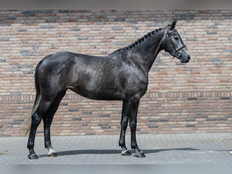 BWP (cheval de sang belge) Jument 4 Ans 165 cm Gris in Waddinxveen