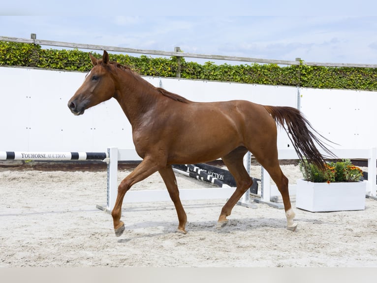 BWP (cheval de sang belge) Jument 4 Ans 166 cm Alezan in Waddinxveen