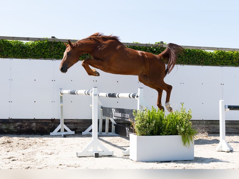 BWP (cheval de sang belge) Jument 4 Ans 166 cm Alezan in Waddinxveen
