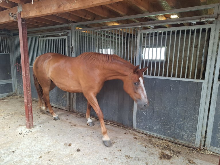 BWP (cheval de sang belge) Jument 4 Ans 168 cm Alezan brûlé in Attenrode-Wever