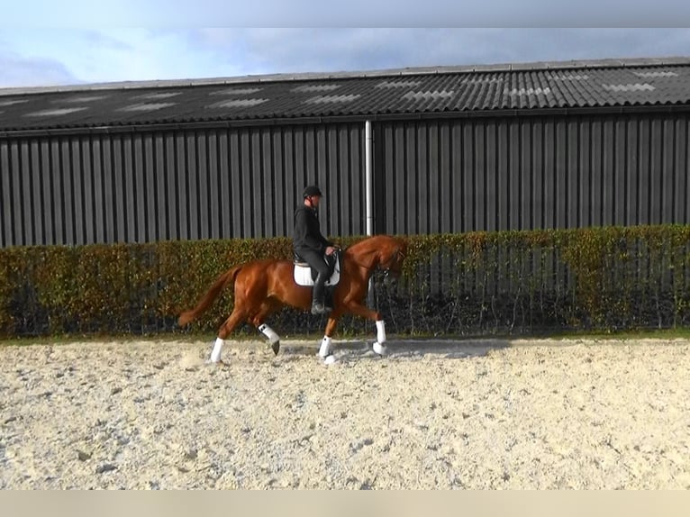 BWP (cheval de sang belge) Jument 4 Ans 169 cm Alezan in M&#xF6;nchengladbach