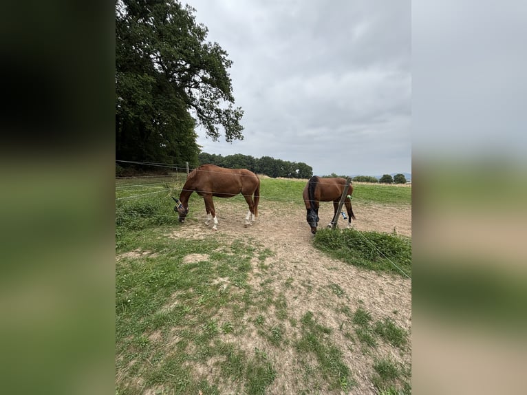 BWP (cheval de sang belge) Jument 4 Ans 170 cm Alezan in Wachtberg