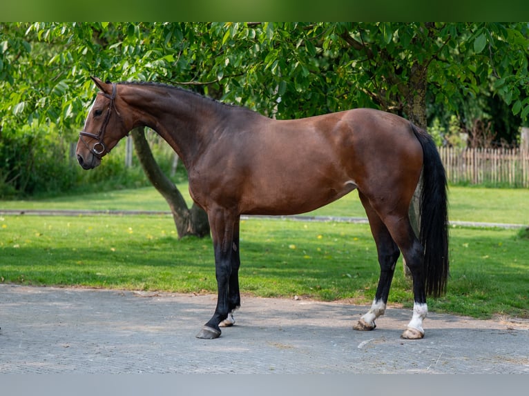BWP (cheval de sang belge) Jument 4 Ans 170 cm Bai in GROTE-BROGEL