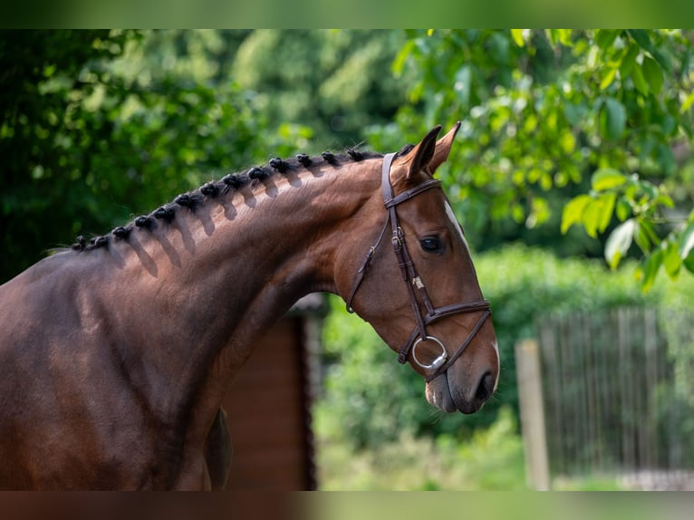 BWP (cheval de sang belge) Jument 4 Ans 170 cm Bai in GROTE-BROGEL