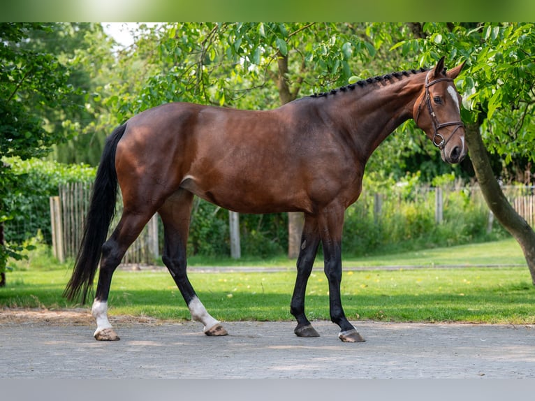 BWP (cheval de sang belge) Jument 4 Ans 170 cm Bai in GROTE-BROGEL