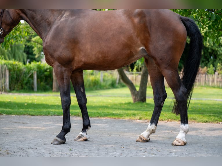 BWP (cheval de sang belge) Jument 4 Ans 170 cm Bai in GROTE-BROGEL