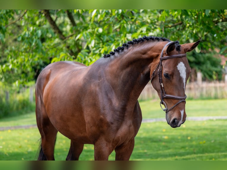BWP (cheval de sang belge) Jument 4 Ans 170 cm Bai in GROTE-BROGEL