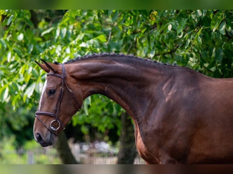 BWP (cheval de sang belge) Jument 4 Ans 170 cm Bai in GROTE-BROGEL
