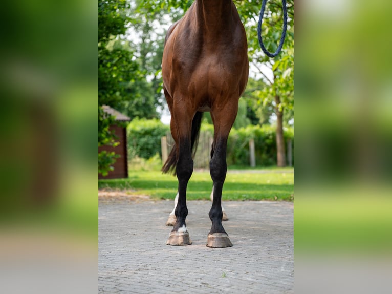 BWP (cheval de sang belge) Jument 4 Ans 170 cm Bai in GROTE-BROGEL
