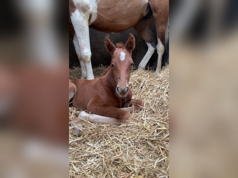 BWP (cheval de sang belge) Jument 4 Ans  in diksùmuide