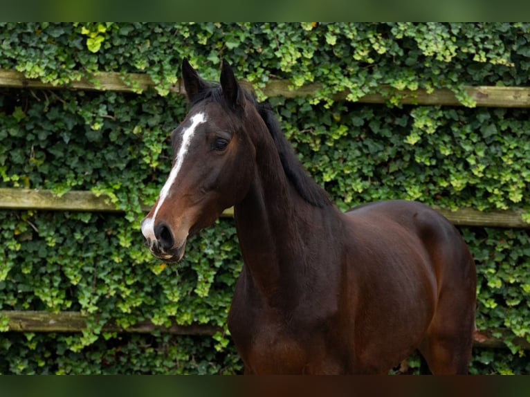 BWP (cheval de sang belge) Jument 5 Ans 155 cm Roan-Bay in Waddinxveen BWP (cheval de sang belge) Jument 5 Ans 155 cm Roan-Bay in Waddinxveen