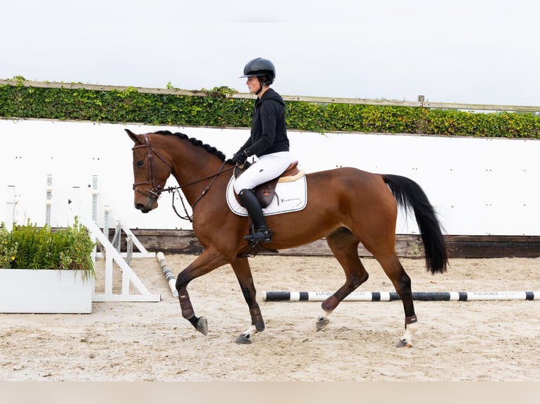 BWP (cheval de sang belge) Jument 5 Ans 162 cm Bai in Waddinxveen