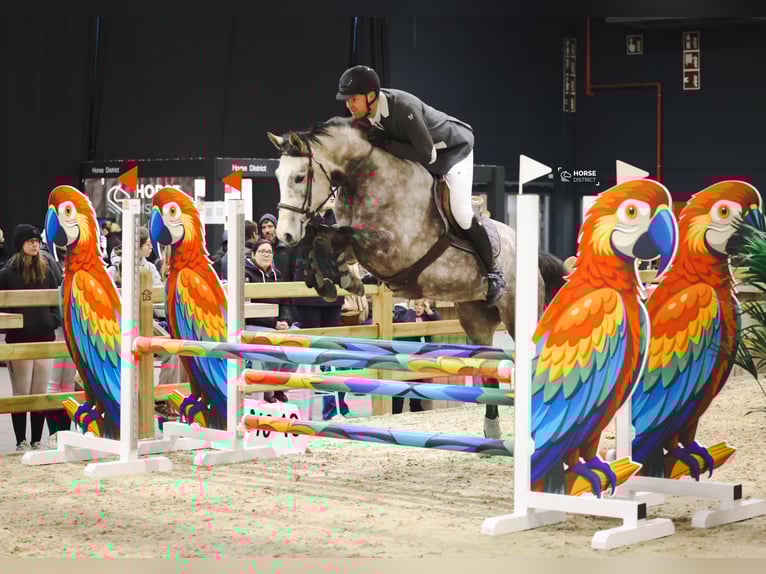 BWP (cheval de sang belge) Jument 5 Ans 163 cm Gris in Laarne