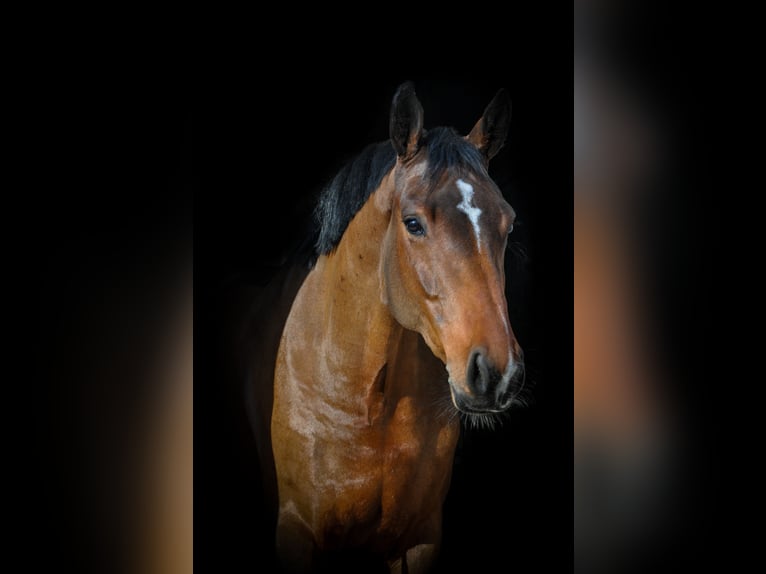 BWP (cheval de sang belge) Jument 5 Ans 164 cm Bai in Fraunberg