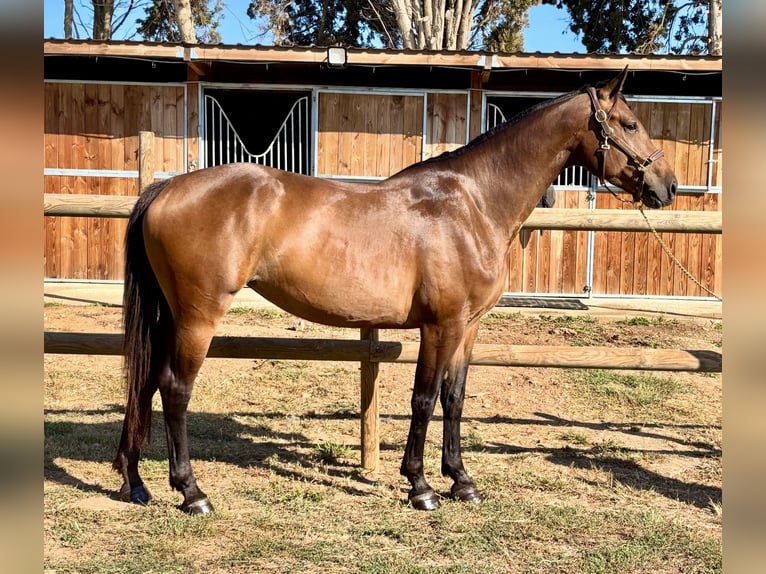 BWP (cheval de sang belge) Jument 5 Ans 165 cm  in GROTE-BROGEL