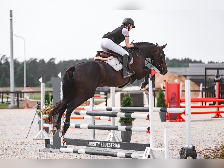 BWP (cheval de sang belge) Jument 5 Ans 169 cm Bai brun in Ādaži