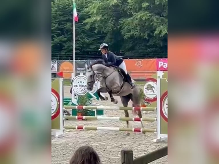 BWP (cheval de sang belge) Jument 5 Ans 169 cm  in Poznan