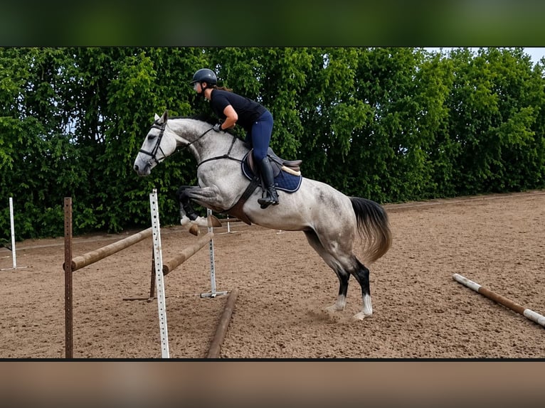 BWP (cheval de sang belge) Jument 5 Ans 169 cm  in Poznan