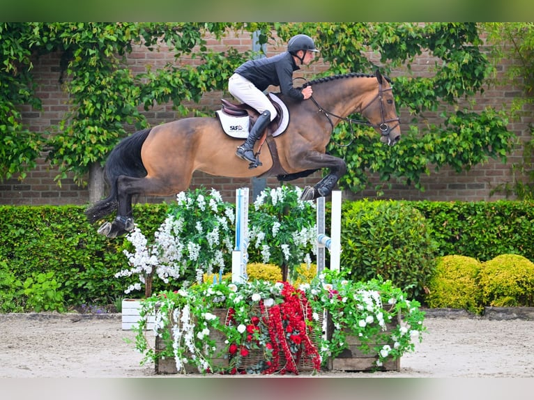 BWP (cheval de sang belge) Jument 5 Ans 170 cm Bai in Bladel