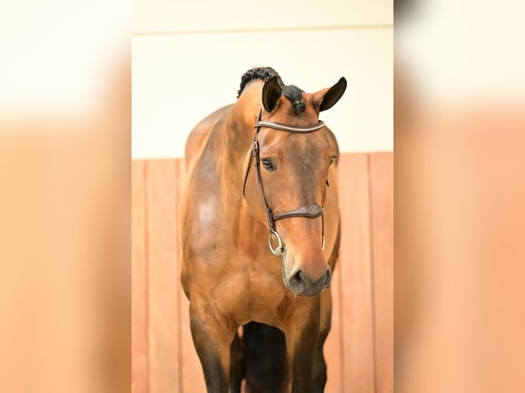 BWP (cheval de sang belge) Jument 5 Ans 170 cm Bai in Bladel