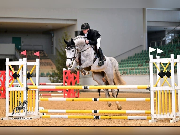 BWP (cheval de sang belge) Jument 5 Ans 170 cm Gris in Oberstadion