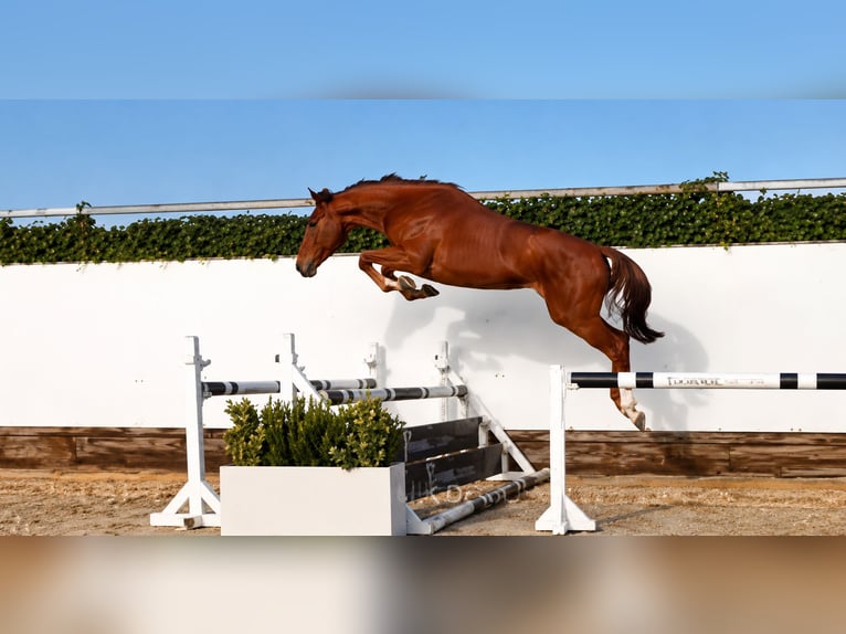 BWP (cheval de sang belge) Jument 5 Ans  in voglans